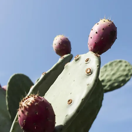 Almapulia I Trulli Villa